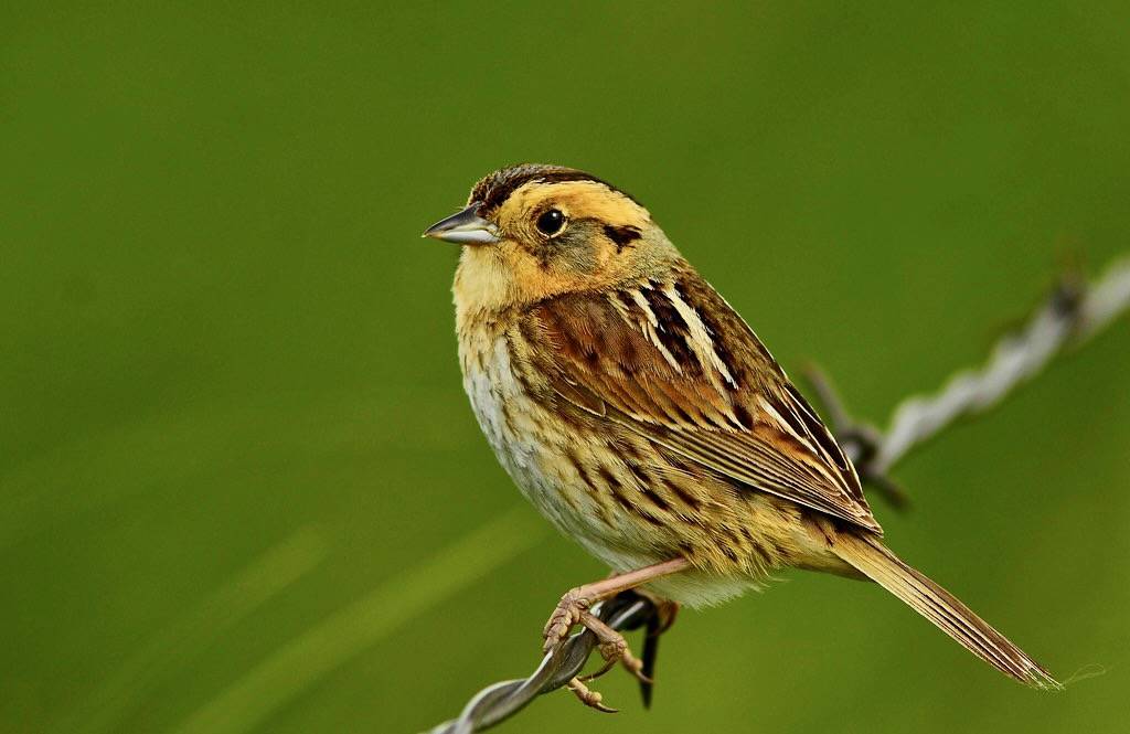 Nelson's Sparrow by Rick Bohn/USFWS Mountain Prairie is licensed under CC BY 2.0
